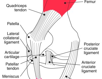 Homeopathy for strains and sprains - Homeopathy Plus