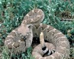 Case Report: Homeopathy for Rattlesnake Bites 4