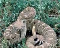 Case Report: Homeopathy for Rattlesnake Bites 2