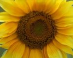 Clipboard04 2 What Happens in a Homeopathy Session? What Happens in a Homeopathy Session? 1