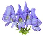 Aconitum napellus Know Your Remedies: Aconitum napellus (Acon.) Know Your Remedies: Aconitum napellus (Acon.) 1