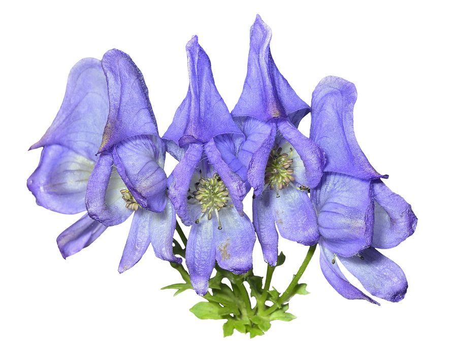 Aconitum Napellus