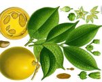 Ignatia amara 3 Know Your Remedies: Ignatia Amara (Ign.) Know Your Remedies: Ignatia Amara (Ign.) 1