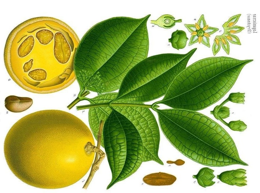 Know Your Remedies: Ignatia Amara (Ign.) 2