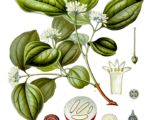 Nux vomica Know Your Remedies: Nux Vomica (Nux.) Know Your Remedies: Nux Vomica (Nux.) 1