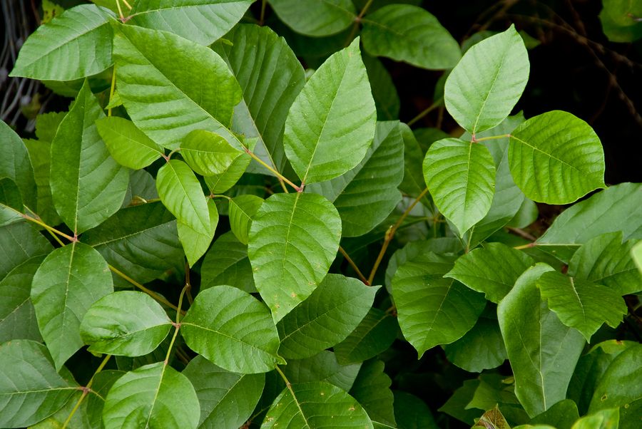 The Poison Ivy plant causes rashes hives and other allergic reactions.