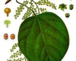 Cocculus indicus Know Your Remedies: Cocculus Indicus (Cocc.) Know Your Remedies: Cocculus Indicus (Cocc.) 1