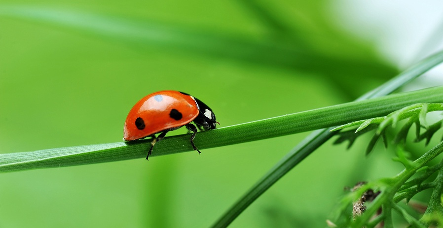 A ladybug that may sadly be turned into the homeopathic remedy coccinella for deterring aphids