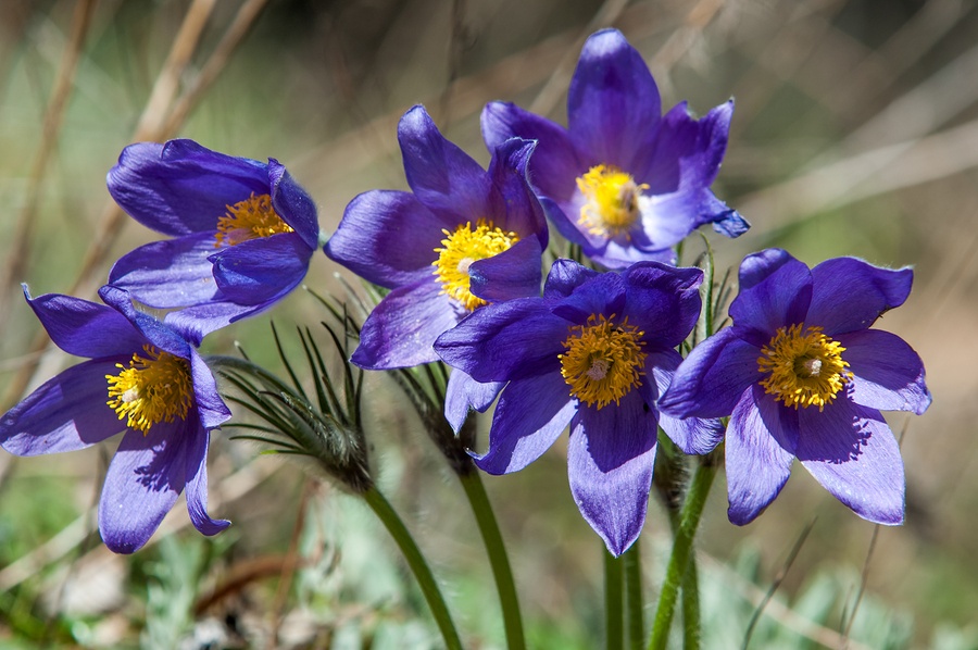 pasque flower Pulsatilla patens. Pasqueflowers (Pulsatilla patens) on the field with grass. pasque flower.