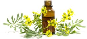 Know Your Remedies – Ruta Graveolens (Ruta)