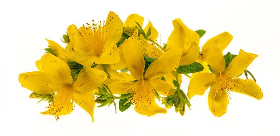 names skin treatment Know Your Hypericum perforatum Remedies: (Hyper