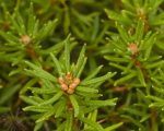 Ledum palustre cropped Know Your Remedies: Ledum Palustre (Led.) Know Your Remedies: Ledum Palustre (Led.) 1