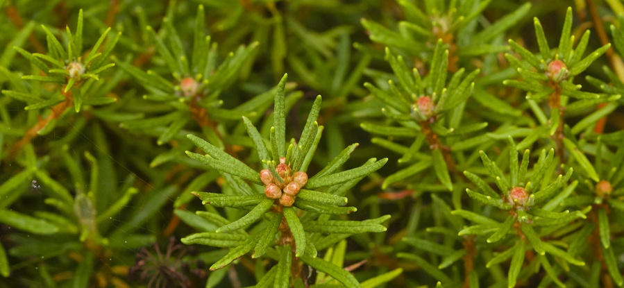 Ledum palustre - cropped