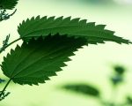 Urtica urens Know Your Remedies: Urtica Urens (Urt-u.) Know Your Remedies: Urtica Urens (Urt-u.) 1