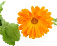 Know Your Remedy: Calendula Officinalis (Calen.) 8