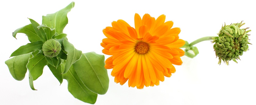 Calendula Flower 1