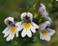 Know Your Remedies: Euphrasia Officinalis (Euphr.) 3