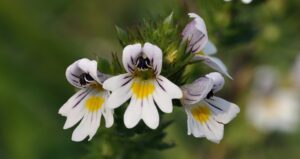 Know Your Remedies: Euphrasia Officinalis (Euphr.)