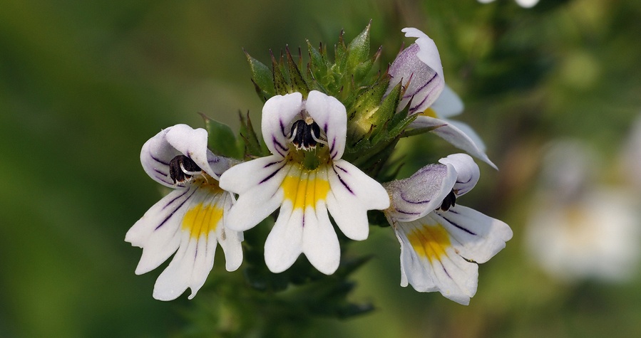 Euphrasia 1