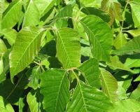 Painful Poison Ivy Rash – Treatment story 1