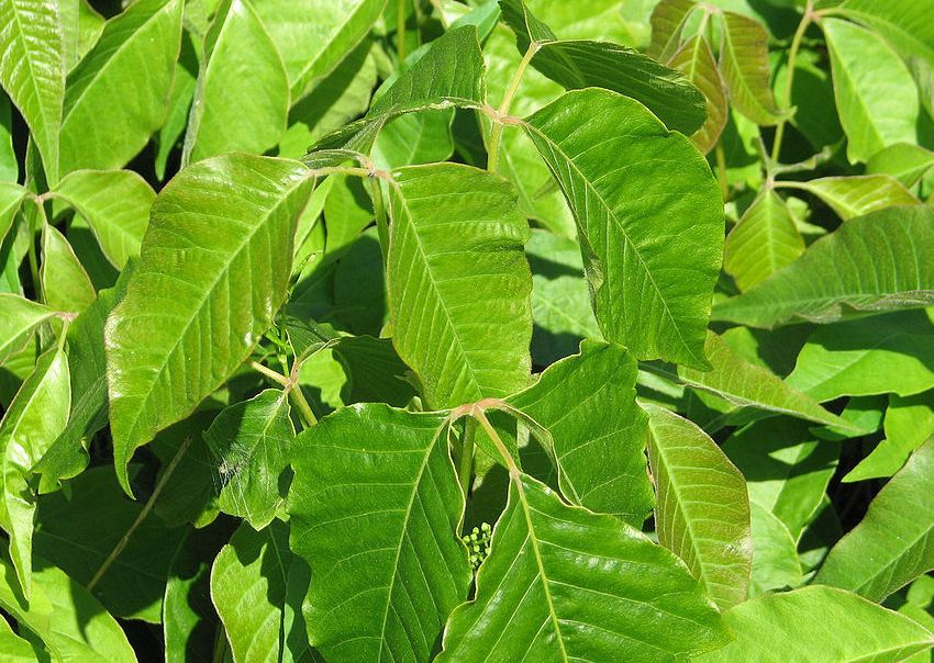 Painful Poison Ivy Rash – Treatment story 7