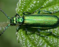 Know Your Remedies: Cantharis Vesicatoria (Canth.) 1