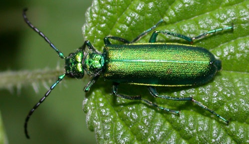 Cantharis Beetle