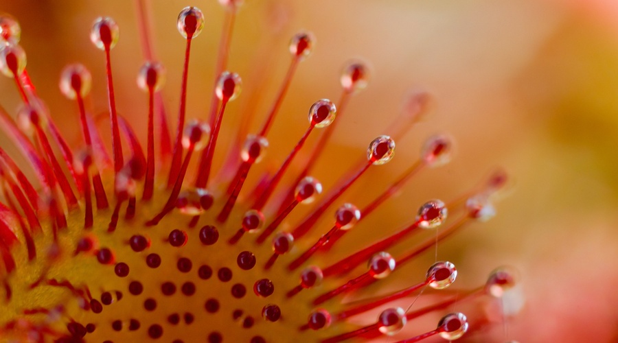 Homeopathic remedies, such as Drosera, can be helpful for a range of problems