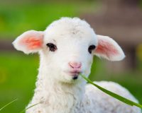 Homeopathy Research and Distress in Lambs 6
