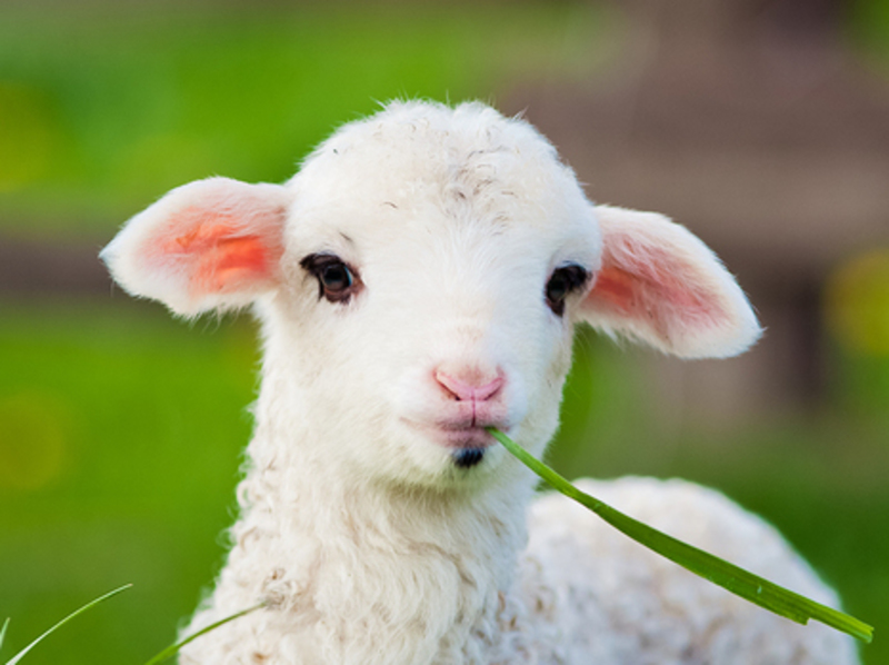Homeopathy Research and Distress in Lambs 1