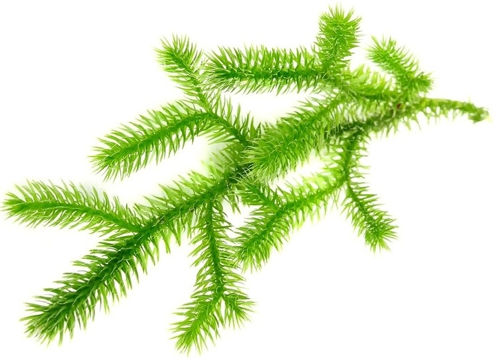 Know Your Remedies: Lycopodium Clavatum (Lyc.) 2