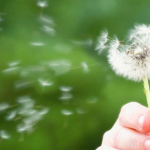 Sneeze No More: Hay Fever Help with Homeopathy 2