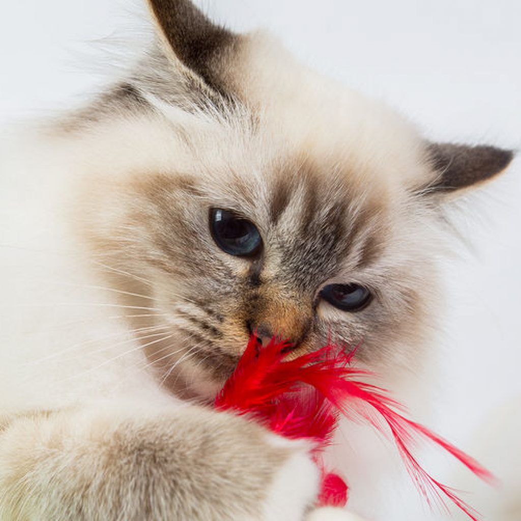 All 5 Feline Prophylactics
