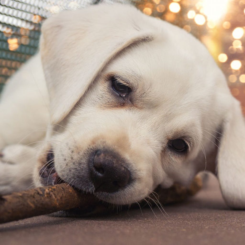 All 5 Canine Prophylactics