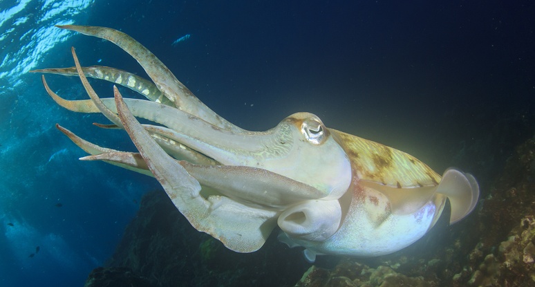 https://homeopathyplus.com/wp-content/uploads/2017/09/Cuttlefish-1.jpg