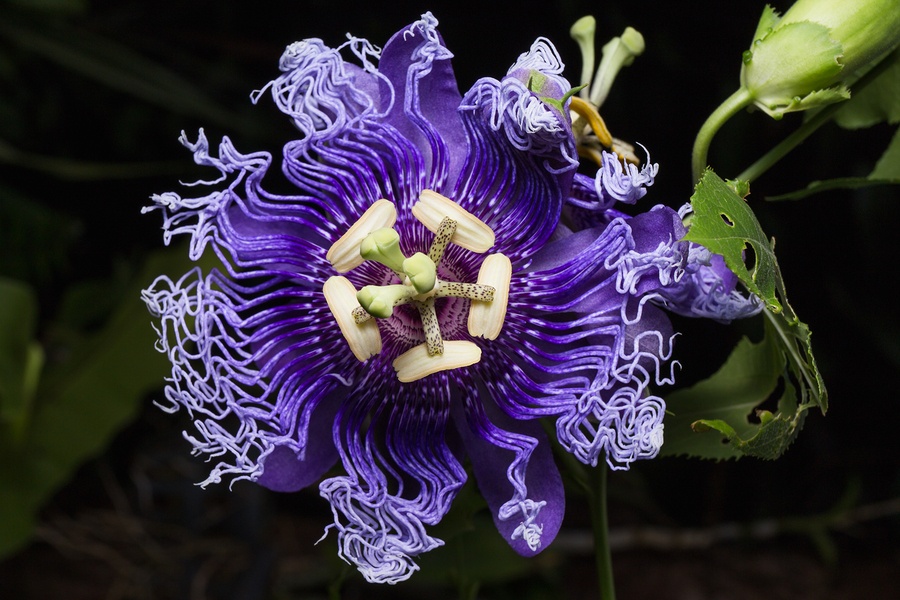 Know Your Remedies: Passiflora Incarnata (Passi.) 2