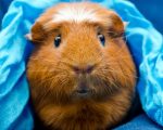 Guinea Pig Guinea Pig Homeopathy! Guinea Pig Homeopathy! 1