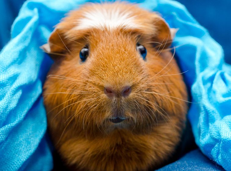 Fat guinea pigs