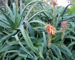 a Know Your Remedies: Aloe socotrina (Aloe.) Know Your Remedies: Aloe socotrina (Aloe.) 1
