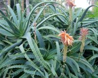 Know Your Remedies: Aloe socotrina (Aloe.) 6