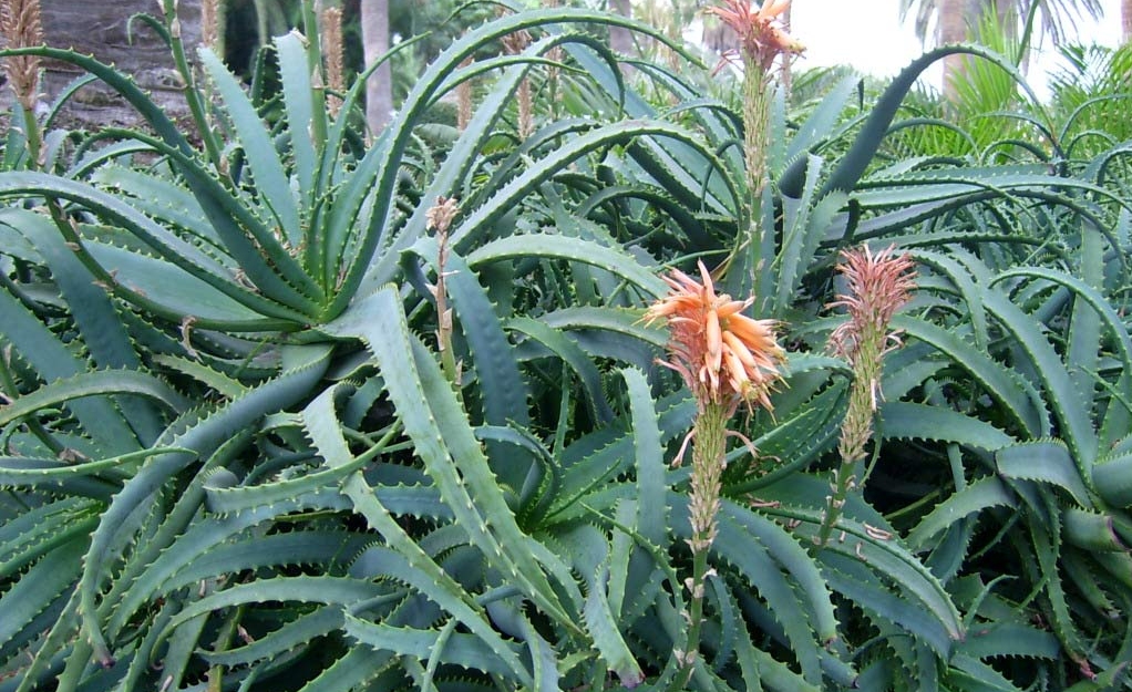 Know Your Remedies: Aloe socotrina (Aloe.) 2