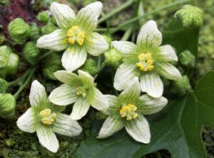 Video: Homeopathic Bryonia