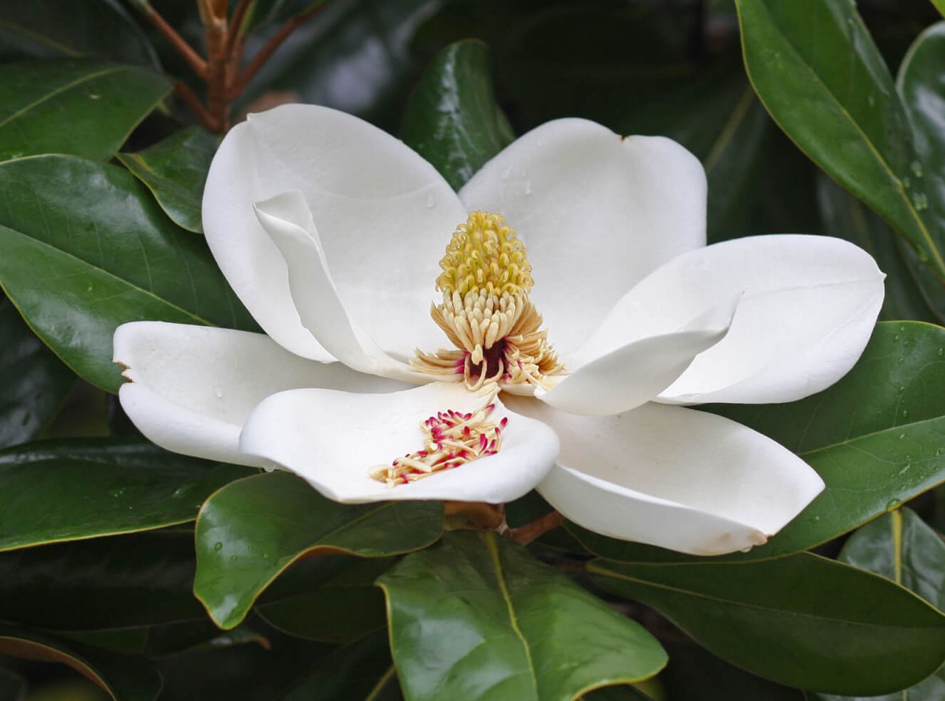 Magnolia Grandiflora 2