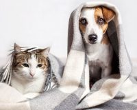 Animals, Pets and Homeopathy 4