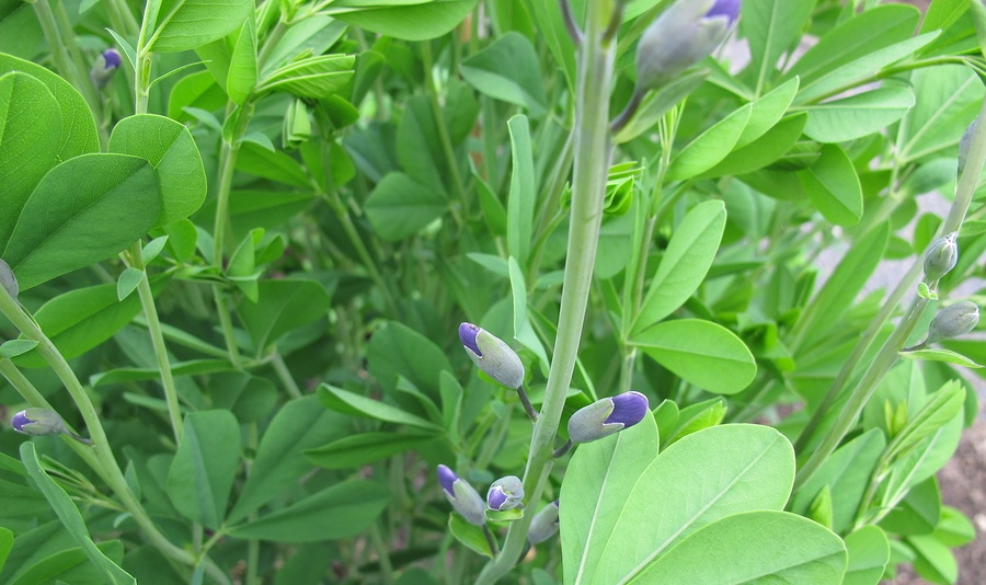 Know Your Remedies: Baptisia Tinctoria (Bapt.) 2