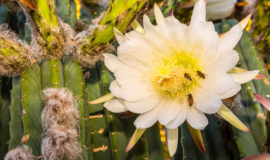 Know Your Remedies: Cactus Grandiflorus (Cact.) 4