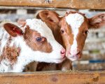 Calf rearing Homeopathic Remedies for Calf Rearing Homeopathic Remedies for Calf Rearing 1