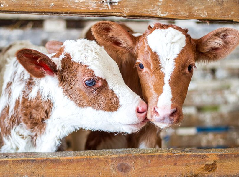 Homeopathic Remedies for Calf Rearing 2