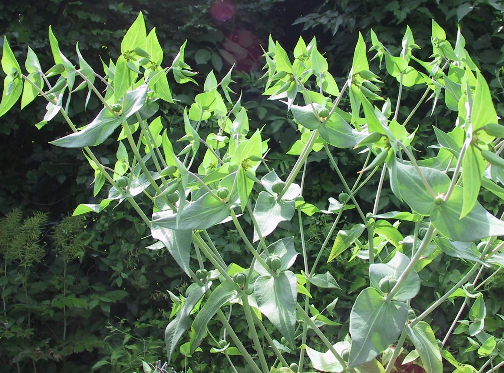 Remedy: Euphorbia lathyris 2