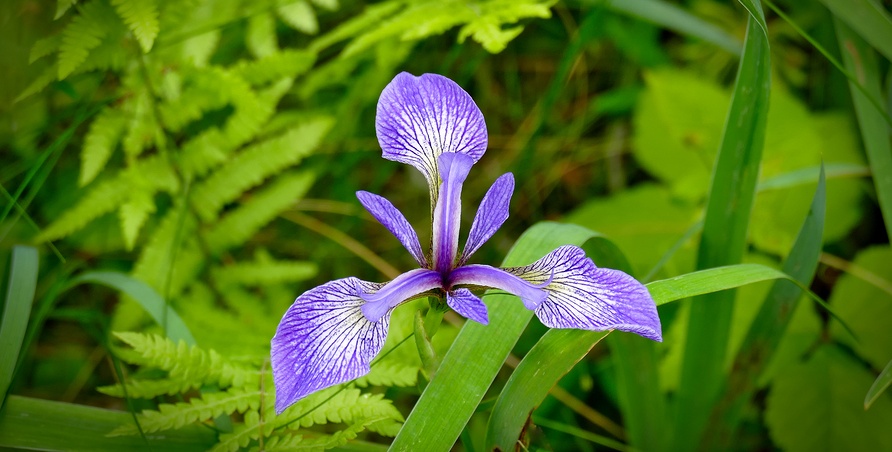 Iris versicolor